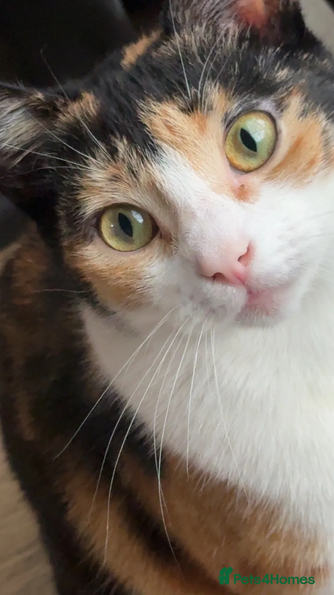 Mixed Breed cats for sale: 3month old kitten and mother ready for new home  - Advert 9