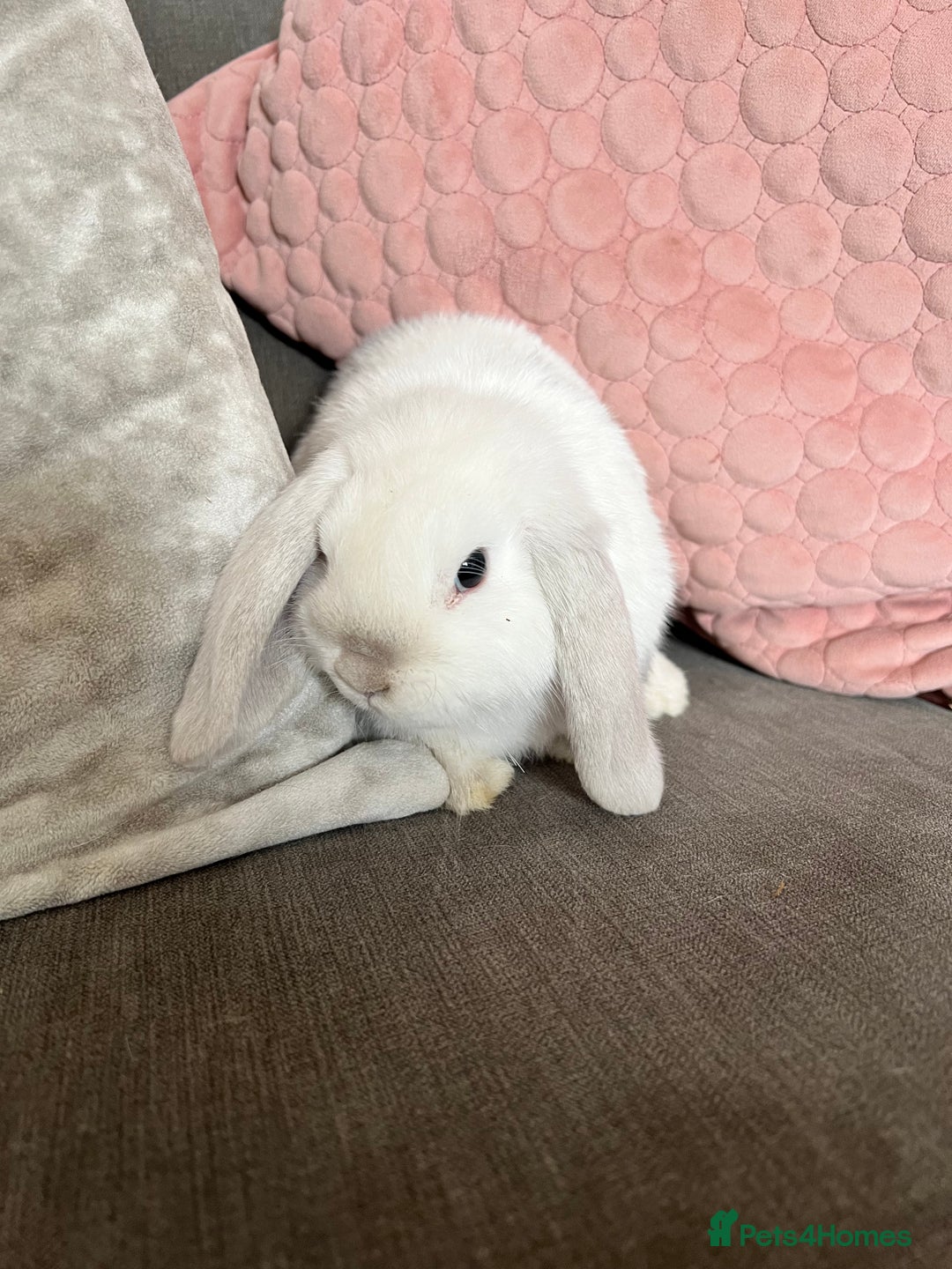 Mini Lop rabbits for sale: Beautiful mini lop rabbits for sale - Image 4
