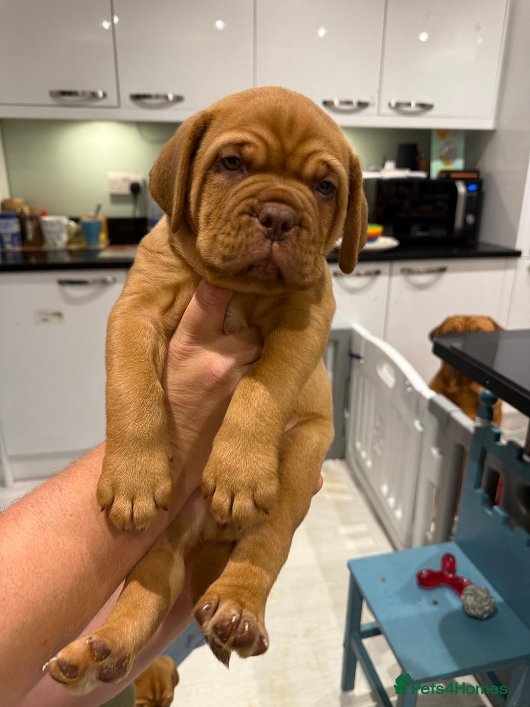 Dogue De Bordeaux dogs for sale: Dogue De Bordauex Puppies for sale - Image 7