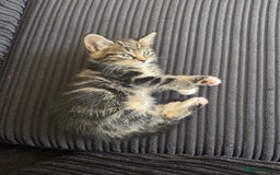 Aegean cats for sale: 2 boys and 1 girl - Rare Aegan Kittens  - Image 2