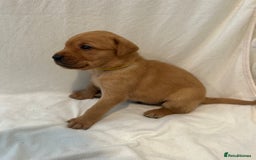 Labrador Retriever dogs for sale: Family/Working bred KC Labradors - Image 19