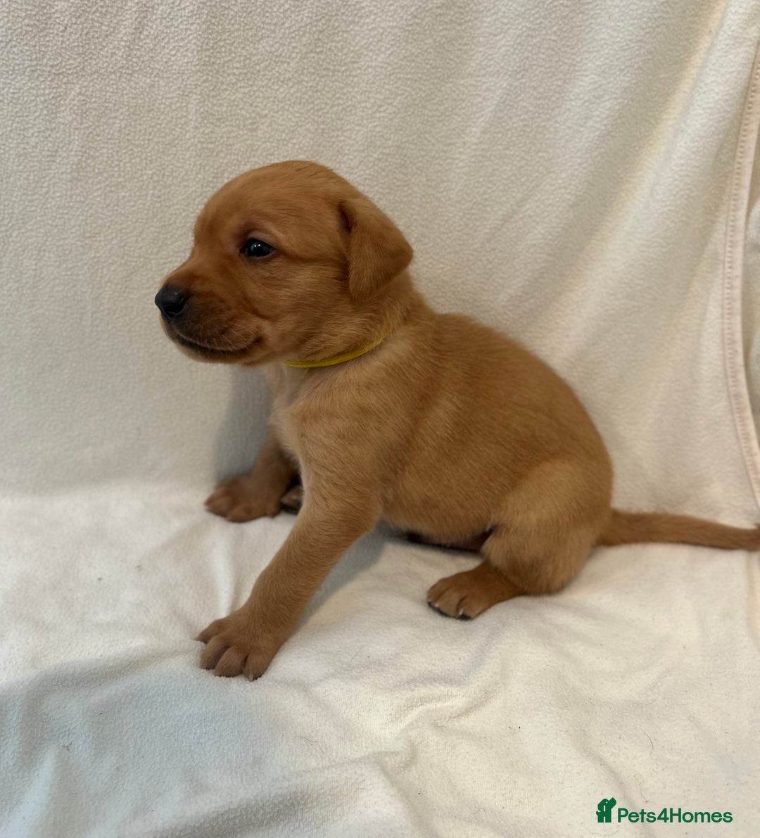 Labrador Retriever dogs for sale: Family/Working bred KC Labradors - Image 19