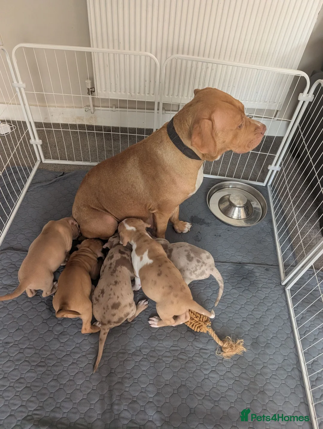 American Bull Staffy dogs for sale: American staffy dog - Advert 2
