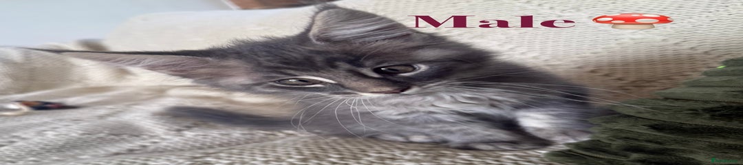Maine Coon Kitten 2