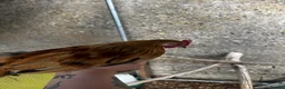Chickens poultry for sale: Very Tame Dutch Bantams - Advert 6
