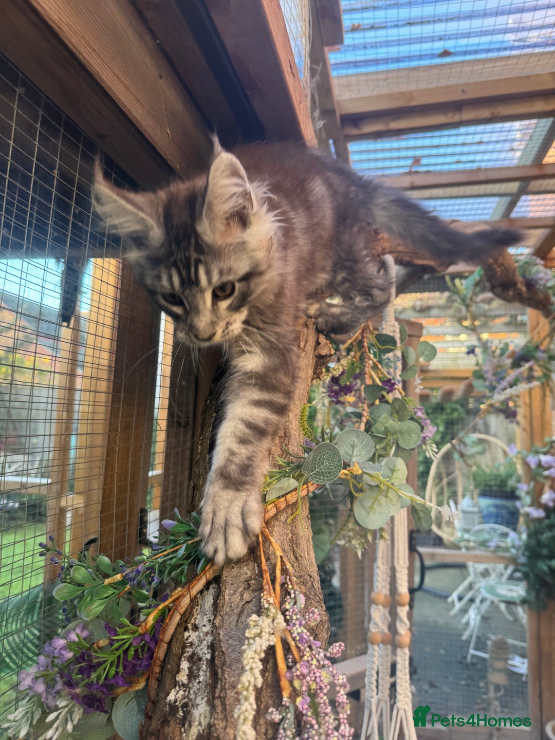 Maine Coon cats for sale: Stunning silver/black tabby MC boys available  - Advert 15