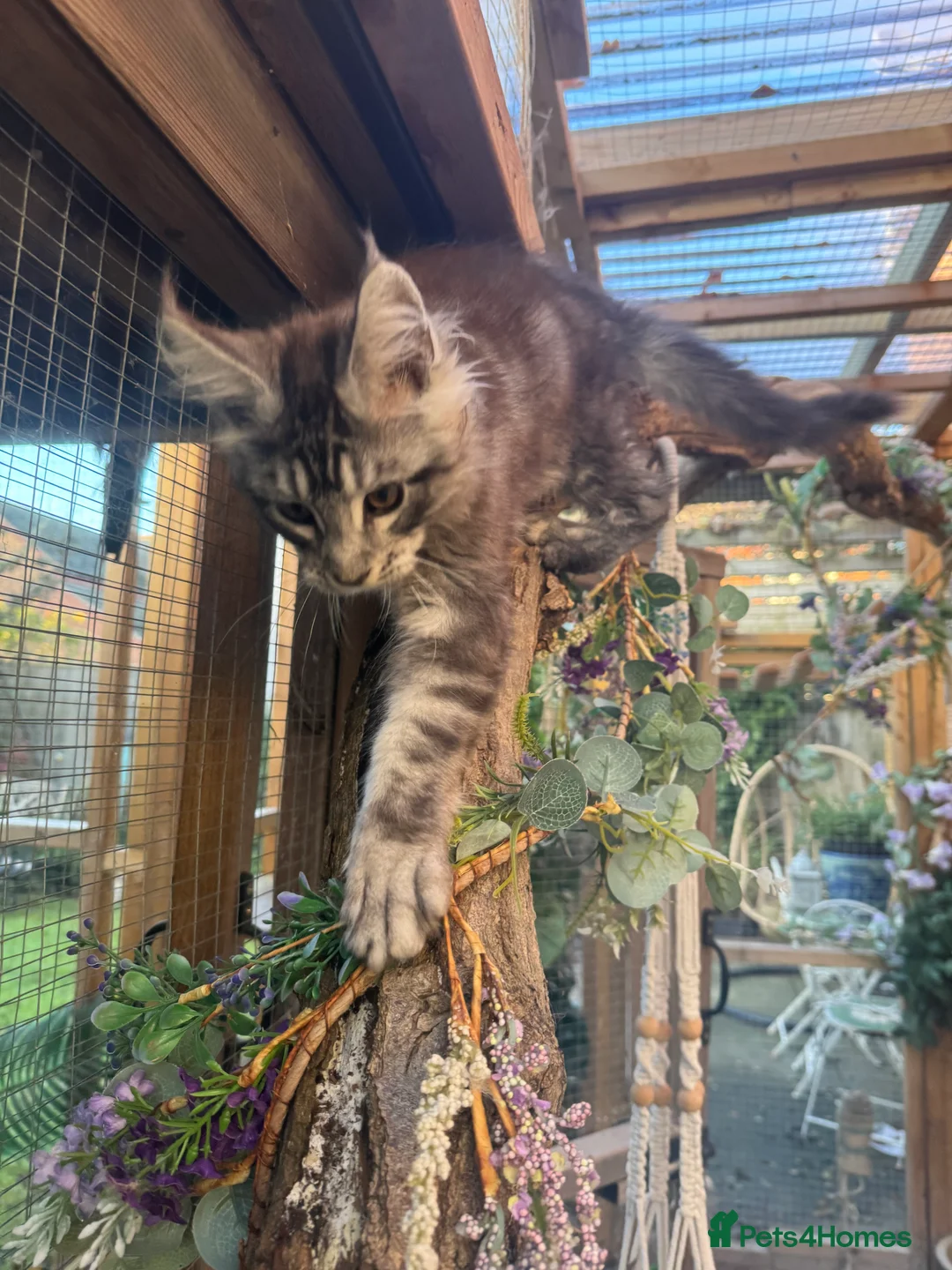 Maine Coon cats for sale: Stunning silver/black tabby MC boys available  - Advert 15