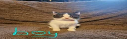 British Longhair cats for sale: British longhair x - Advert 6