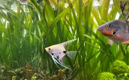 Shrimps fish for sale: Multiple fish & shrimp, please see description  - Image 15