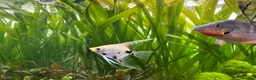 Shrimps fish for sale: Multiple fish & shrimp, please see description  - Advert 15