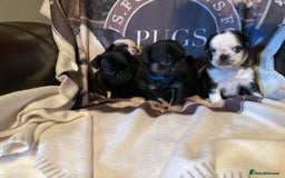 Pug dogs for sale: Stunning pug puppies health tested parents 🐶!!! - Image 5