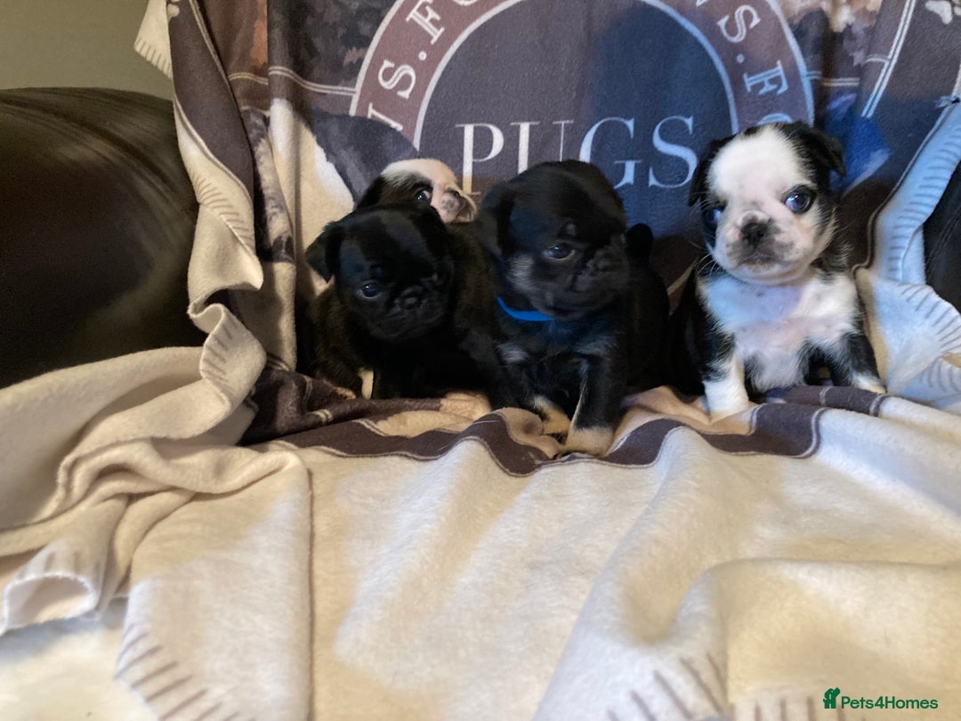 Pug dogs for sale: Stunning pug puppies health tested parents 🐶!!! - Image 5