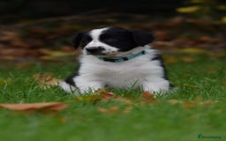 Sprollie dogs for sale: 7 Sprollie X Border Collie pups READY NOW - Image 18