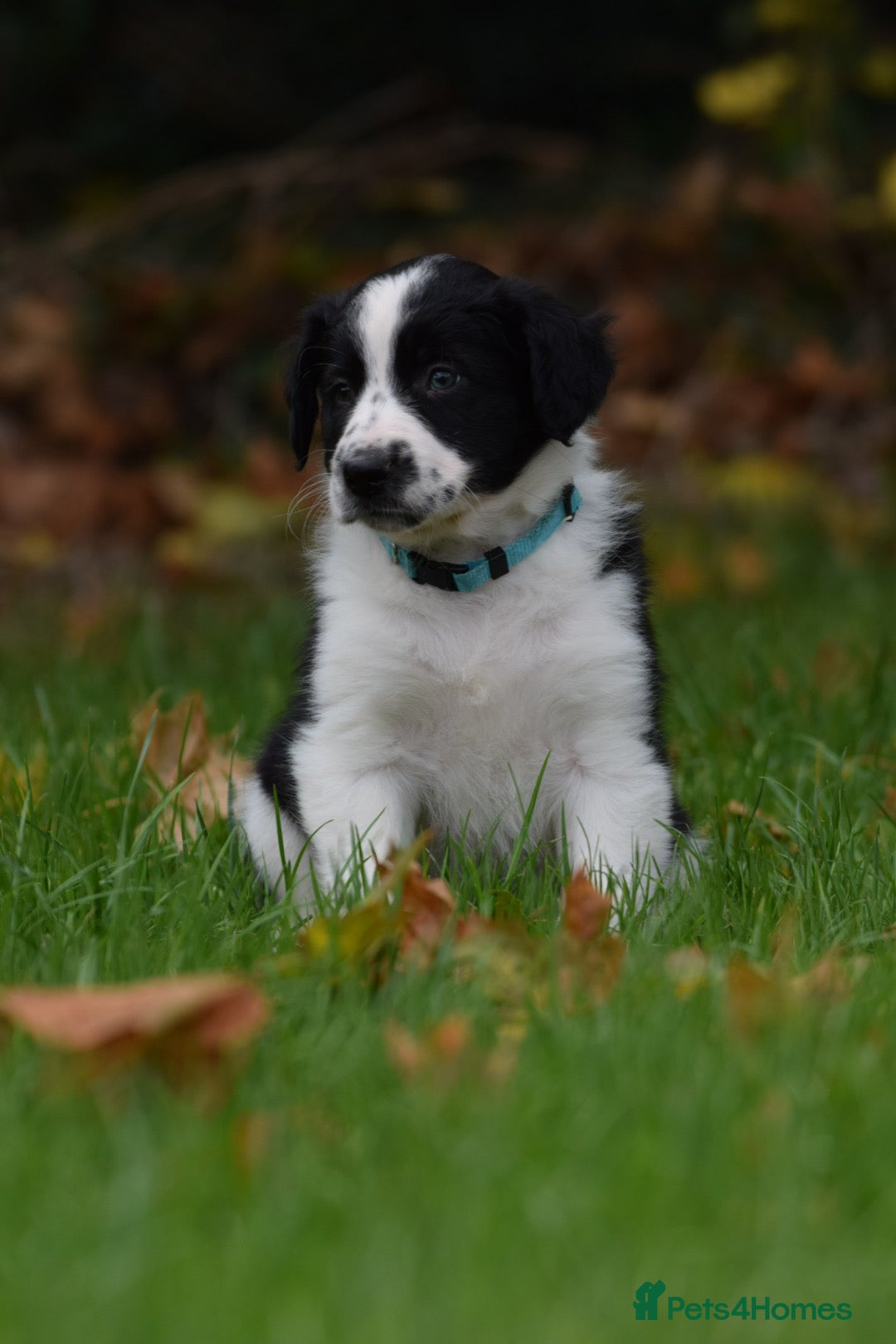 Sprollie dogs for sale: 7 Sprollie X Border Collie pups READY NOW - Image 18
