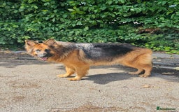 Mixed Breed dogs for sale: G.Sehepherd&white swiss Shepherd long coat puppies - Image 16
