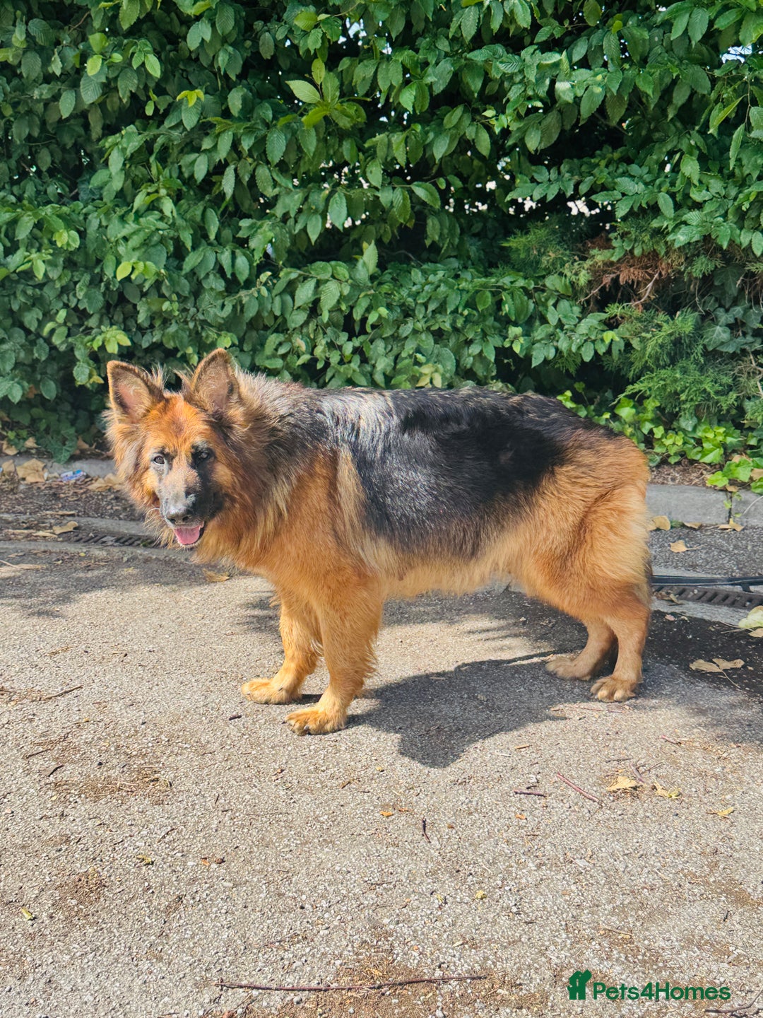 Mixed Breed dogs for sale: G.Sehepherd&white swiss Shepherd long coat puppies - Image 16