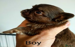 Chihuahua dogs for sale: Only one beautiful boy left,he's totally stunning  - Image 17