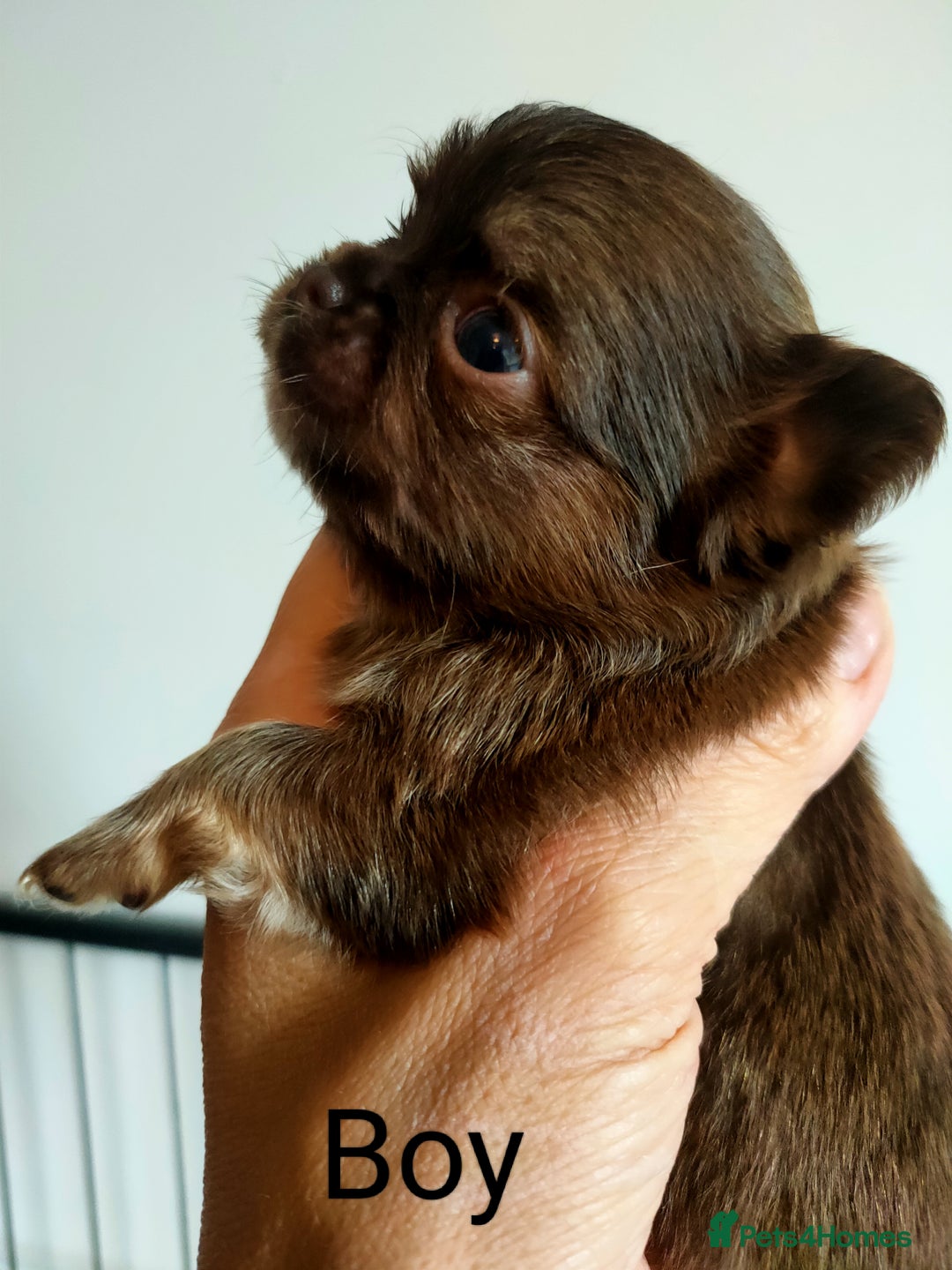 Chihuahua dogs for sale: Only one beautiful boy left,he's totally stunning  - Image 17