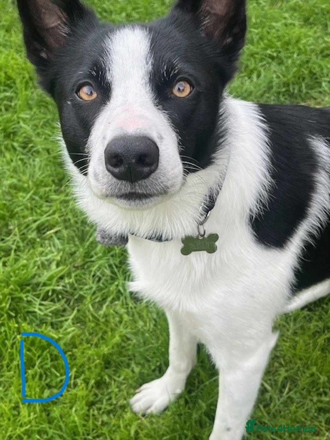 Border Collie dogs for sale: Border Collie Puppies - Image 30