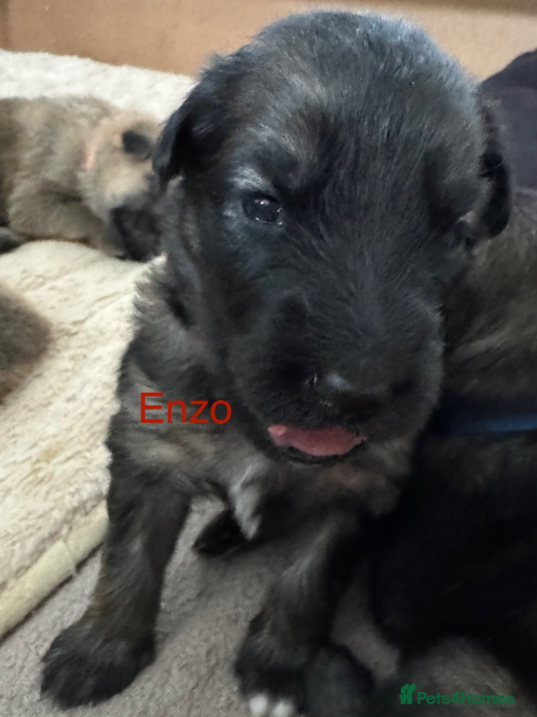 Mixed Breed dogs for sale: Beautiful Inca & handsome Nanuq PUPDATE x2  - Image 23