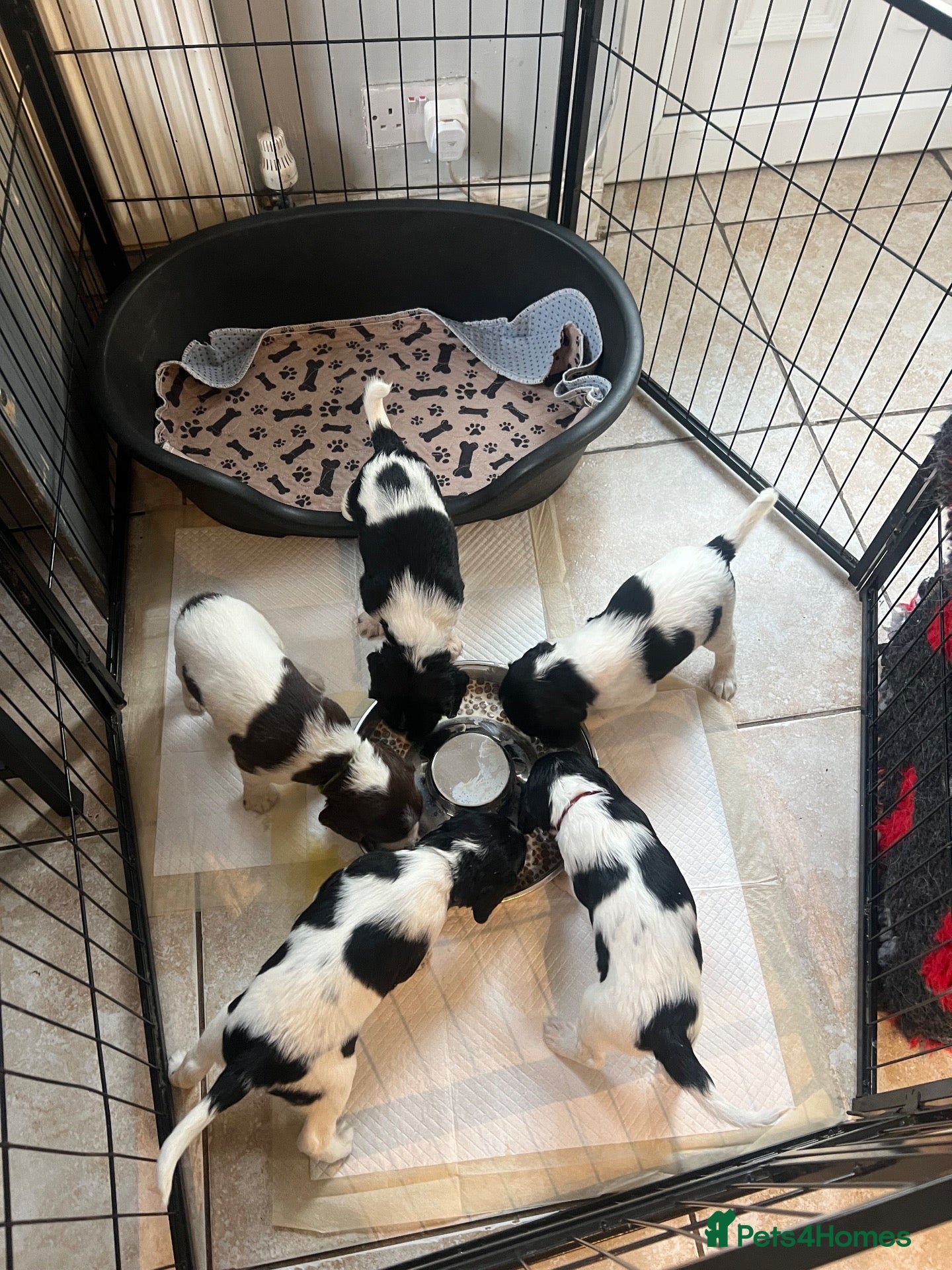 English Springer Spaniel dogs TOP CLASS KC Reg English springer spaniel puppies  - Advert 5