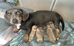 Dachshund dogs for sale: 2 beautiful little girl dachounds  - Image 5