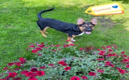 Mixed Breed dogs for adoption: 💙🐶 CONNOR 🐶💙 - Image 4