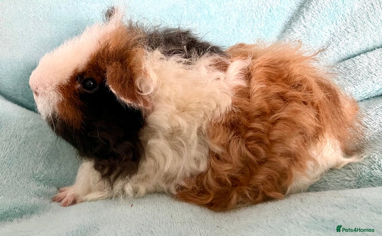 Guinea Pig rodents - Advert 4