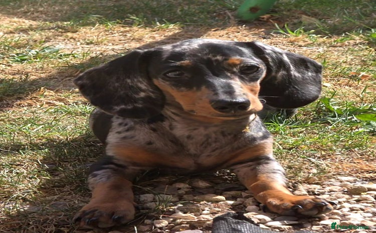 Dachshund dogs - Advert 4