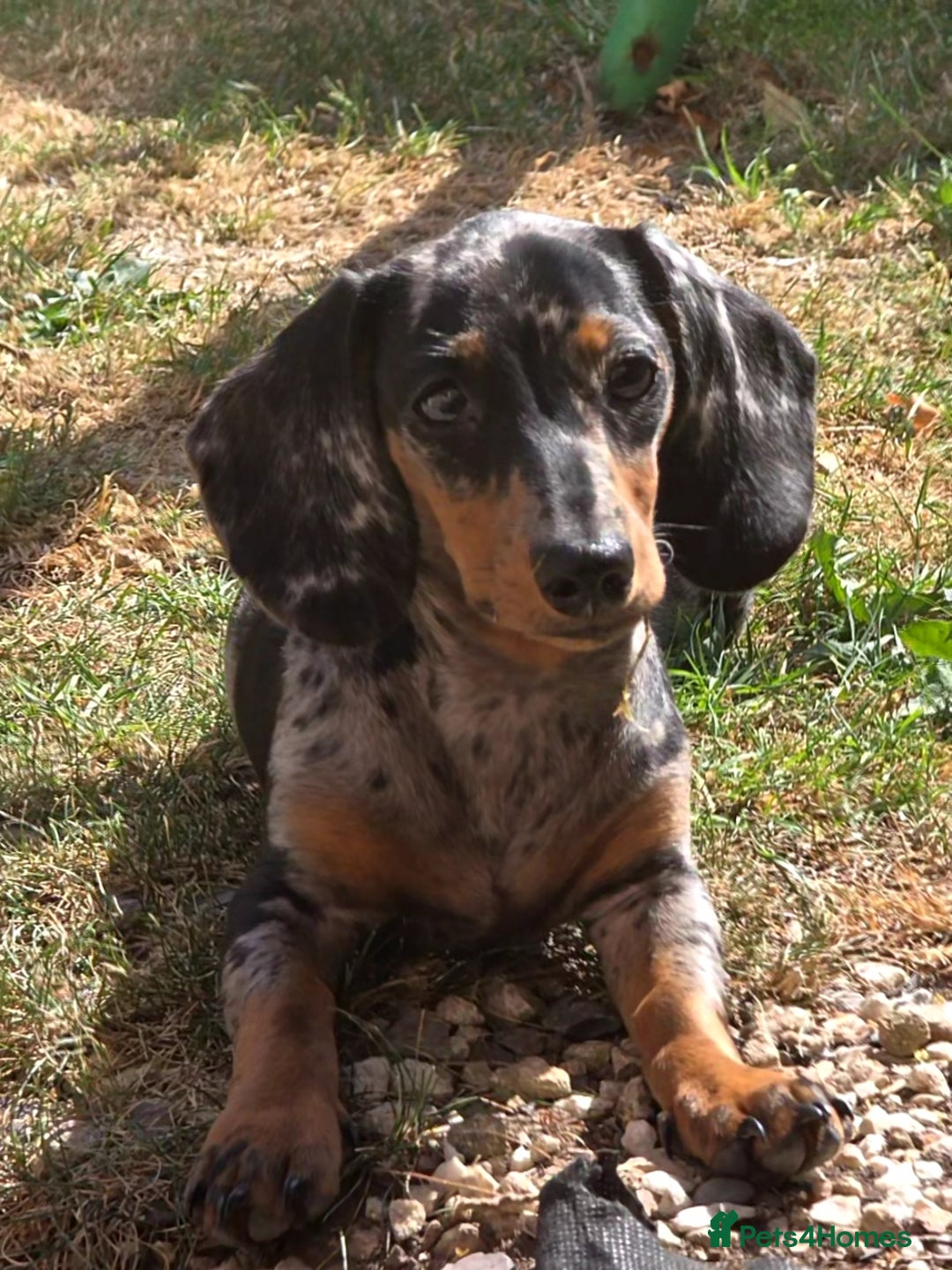 Dachshund dogs for sale: Dachshund 4 month old  - Image 1