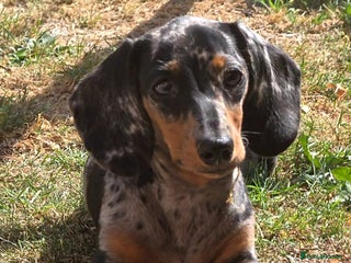 Dachshund dogs - Advert 34