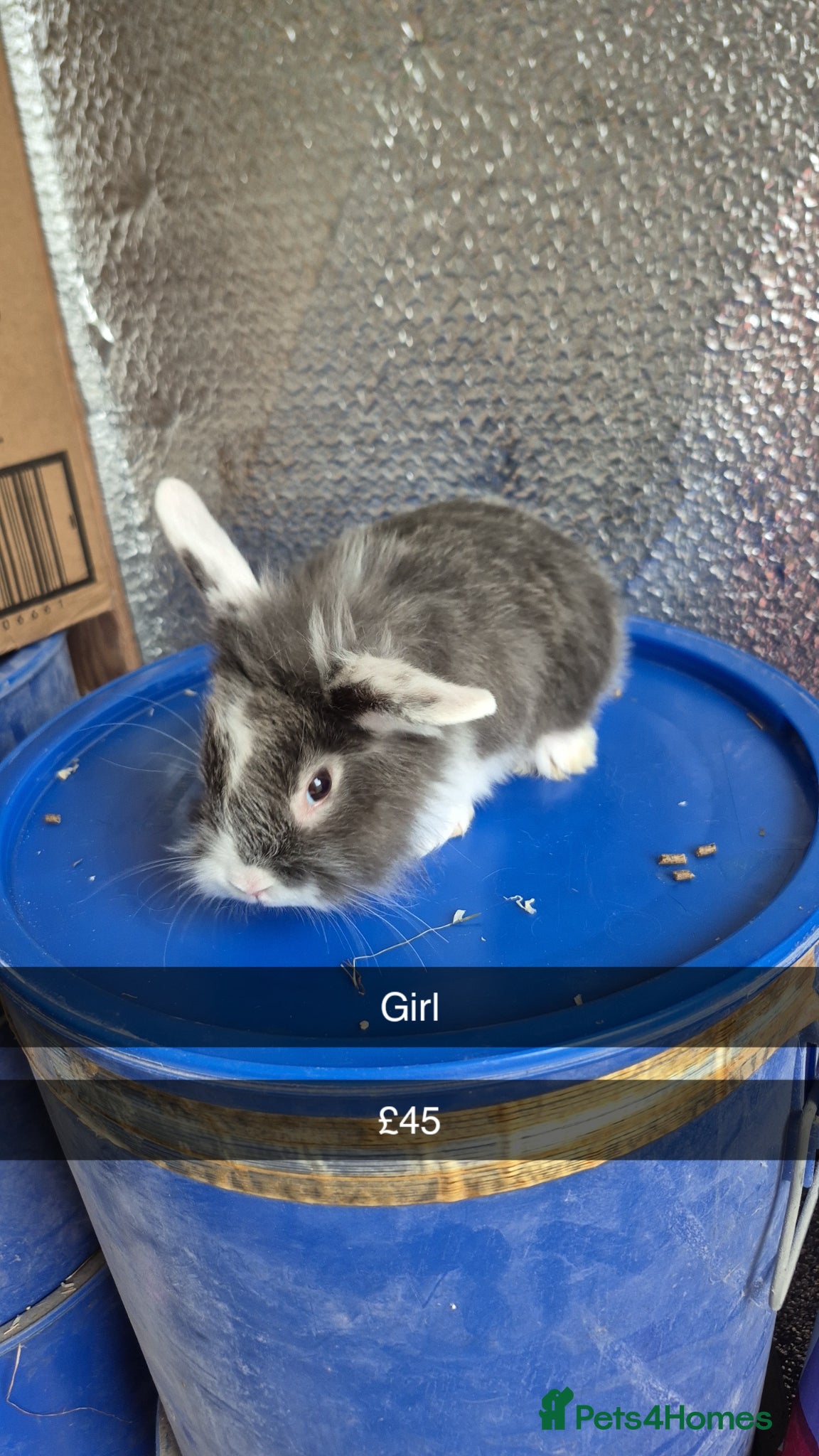Lionhead rabbits Lionhead Baby Rabbits 8 weeks (Friendly) - Advert 1