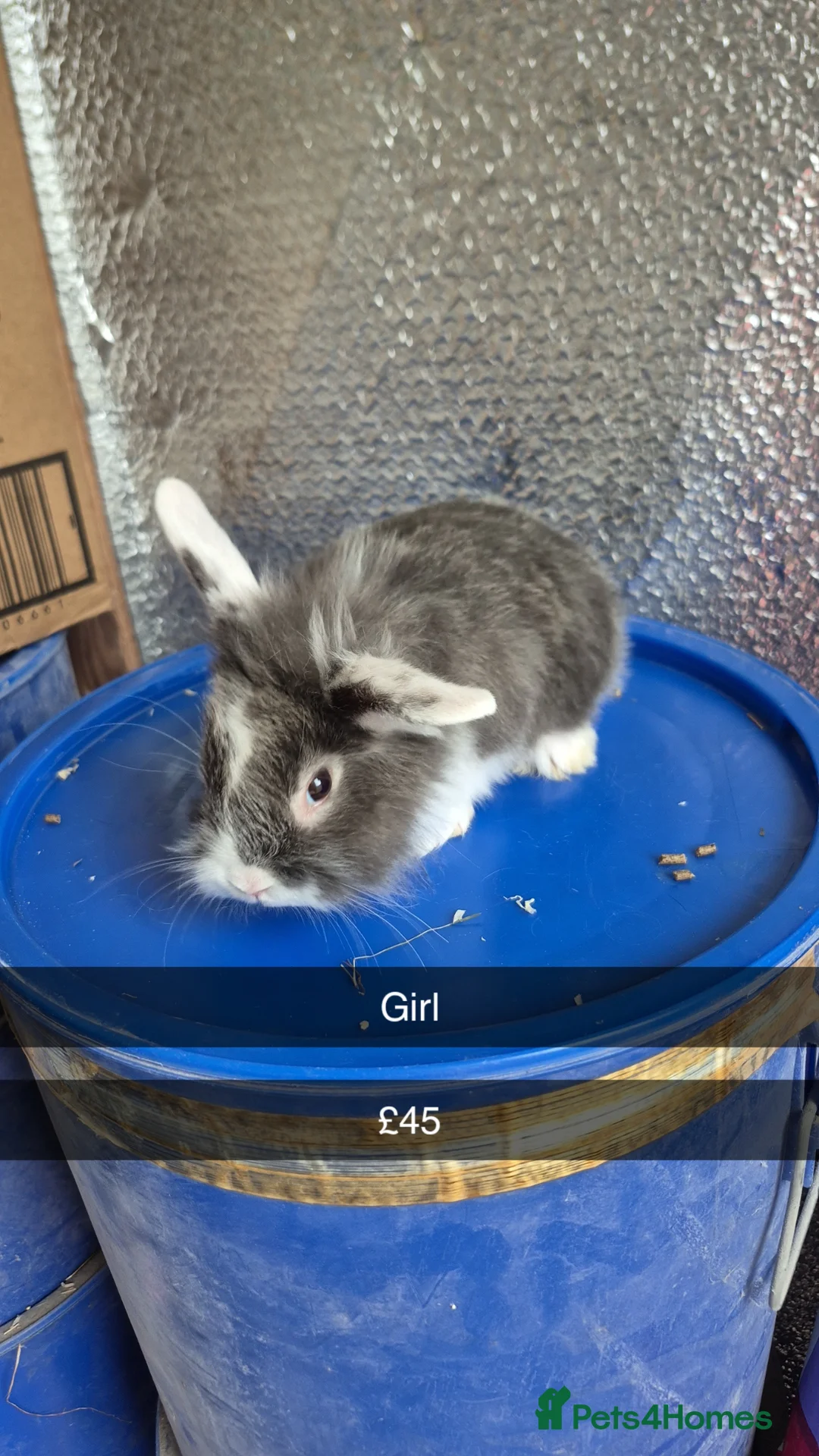 Lionhead rabbits for sale: Lionhead Baby Rabbits 8 weeks (Friendly) - Advert 1