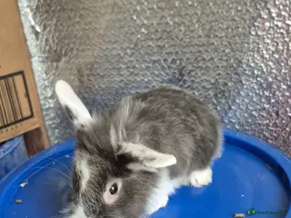Lionhead rabbits Lionhead Baby Rabbits 8 weeks (Friendly) - Advert 1