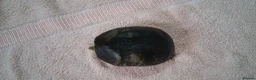 Turtle reptiles for sale: Healthy Pet Musk Turtle.Available with Full Setup. in Nottingham - Advert 6