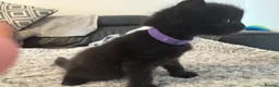 Mixed Breed cats for sale: Balinese X British short hair Black fluffy kittens - Advert 26