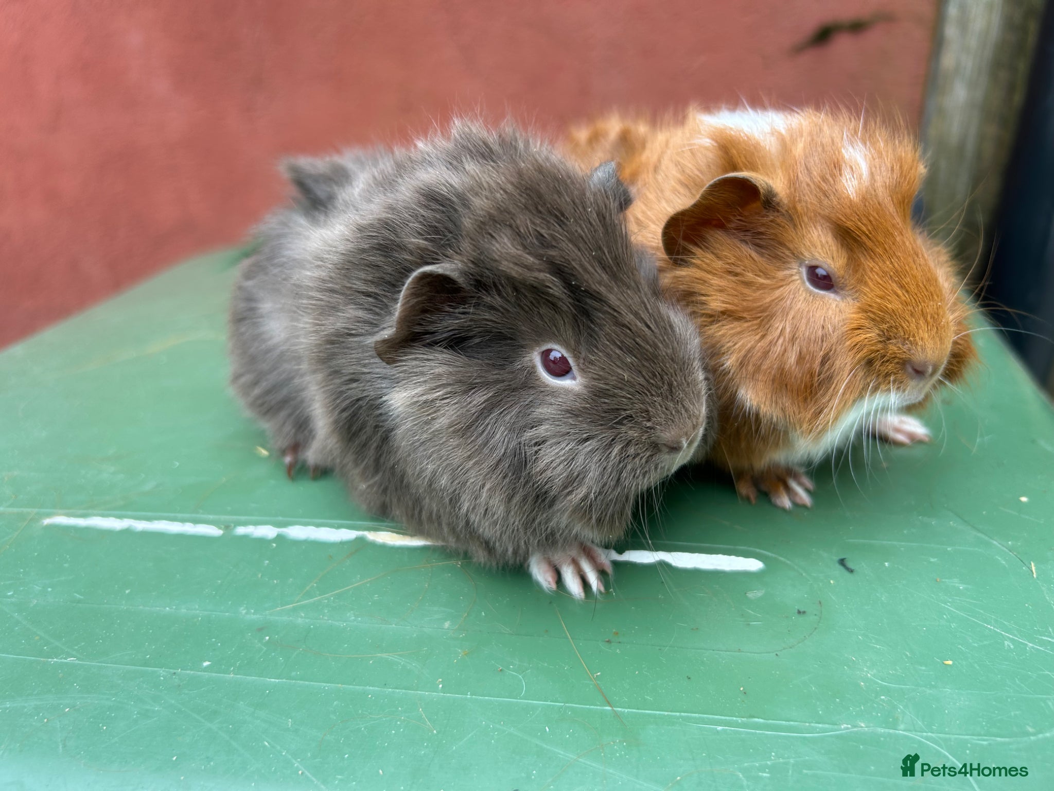 Guinea Pig rodents Baby boar guinea pigs - Advert 1