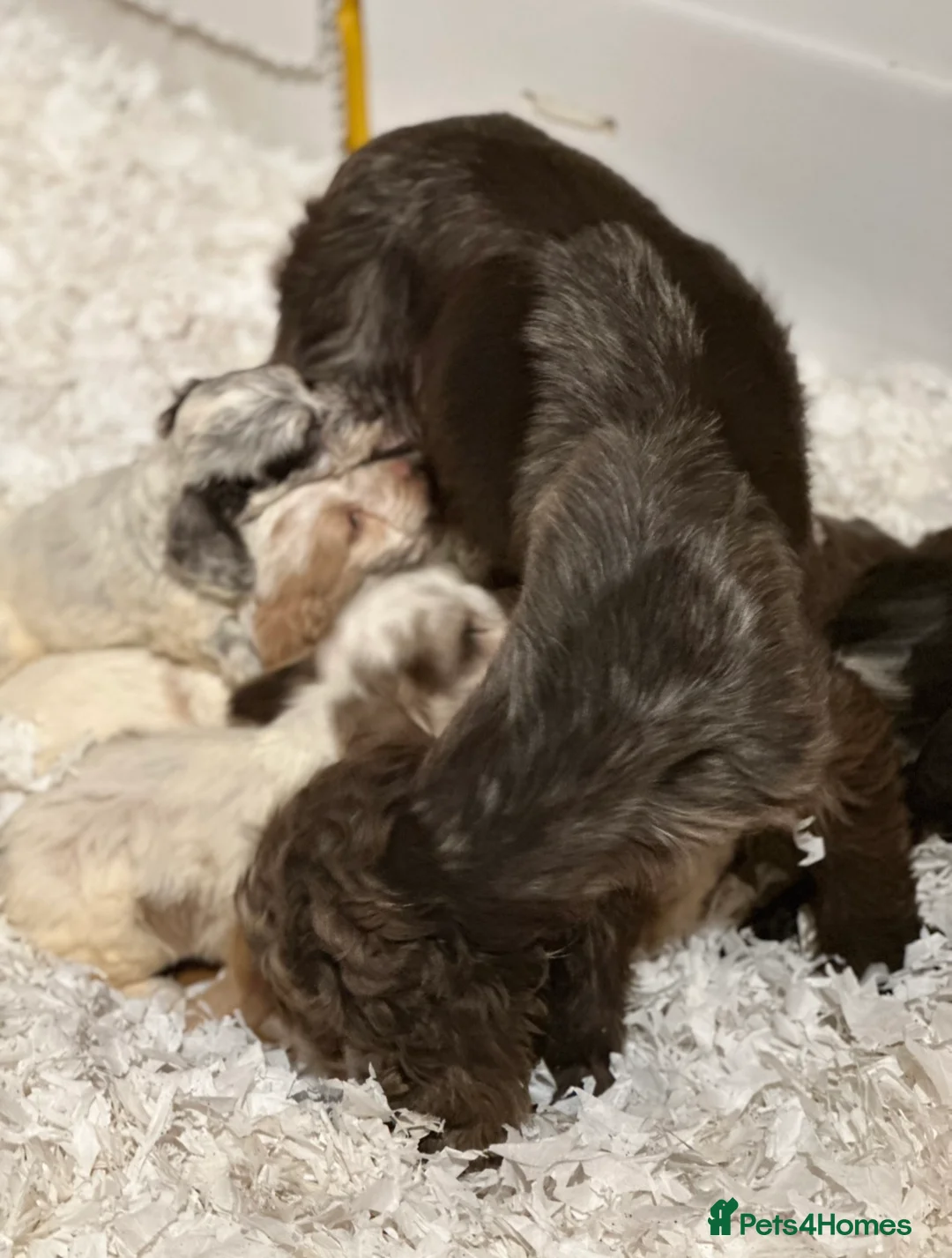 Cockapoo dogs for sale: Fabulous F1 cockapoos - Advert 4