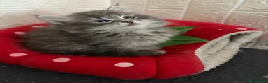 Siberian Kitten 2
