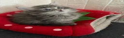 Siberian cats for sale: Siberian kittens  - Advert 9