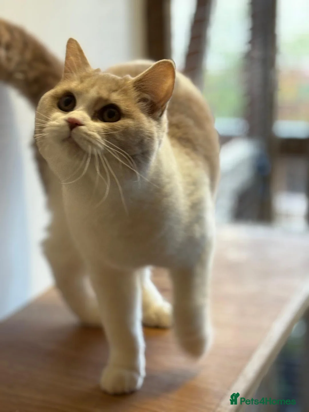 Selkirk Rex cats for sale: Selkirk Rex girls  - Advert 13