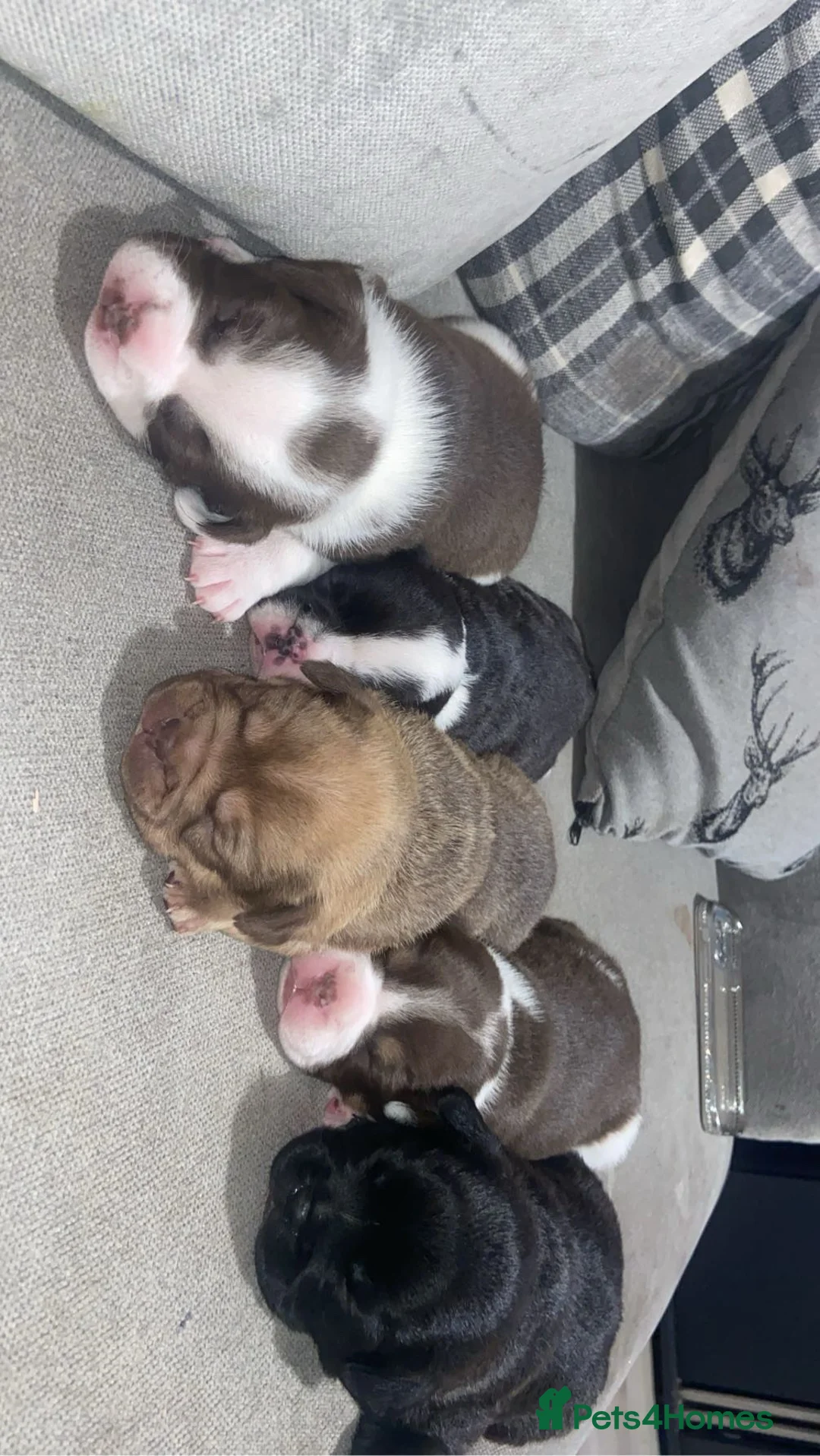 Mixed Breed dogs for sale: *REDUCED*Only 2 beautiful girl pups left - Advert 5
