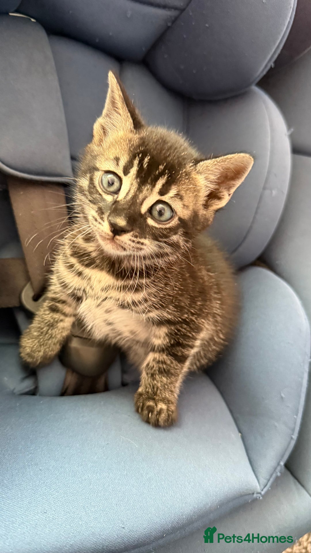 Mixed Breed cats for sale: Mixed bengal kittens - Advert 18