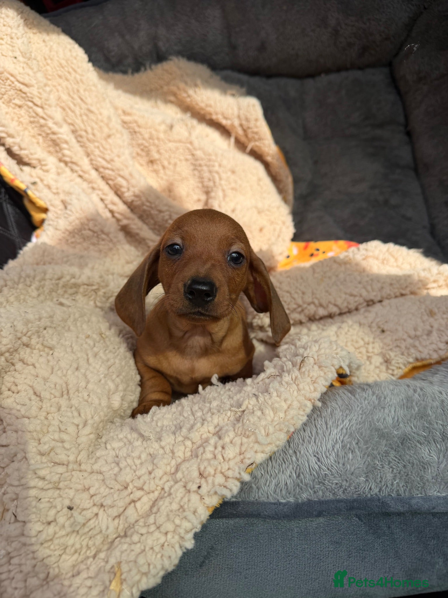 Dachshund dogs Miniature Dachshund Puppies  - Advert 6