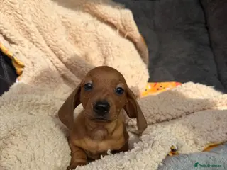 Dachshund dogs Miniature Dachshund Puppies - Advert 6
