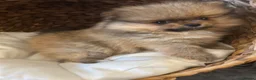 Pomeranian dogs for sale: 2 Show quality Kc reg Pomeranians girls - Advert 8