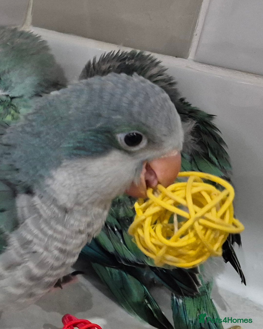Parrots birds for sale: Handreared DNA tested baby Quaker Parrots  - Image 14