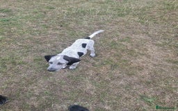 Mixed Breed dogs for adoption: Arlo 4 month old pointer cross puppy  - Image 2