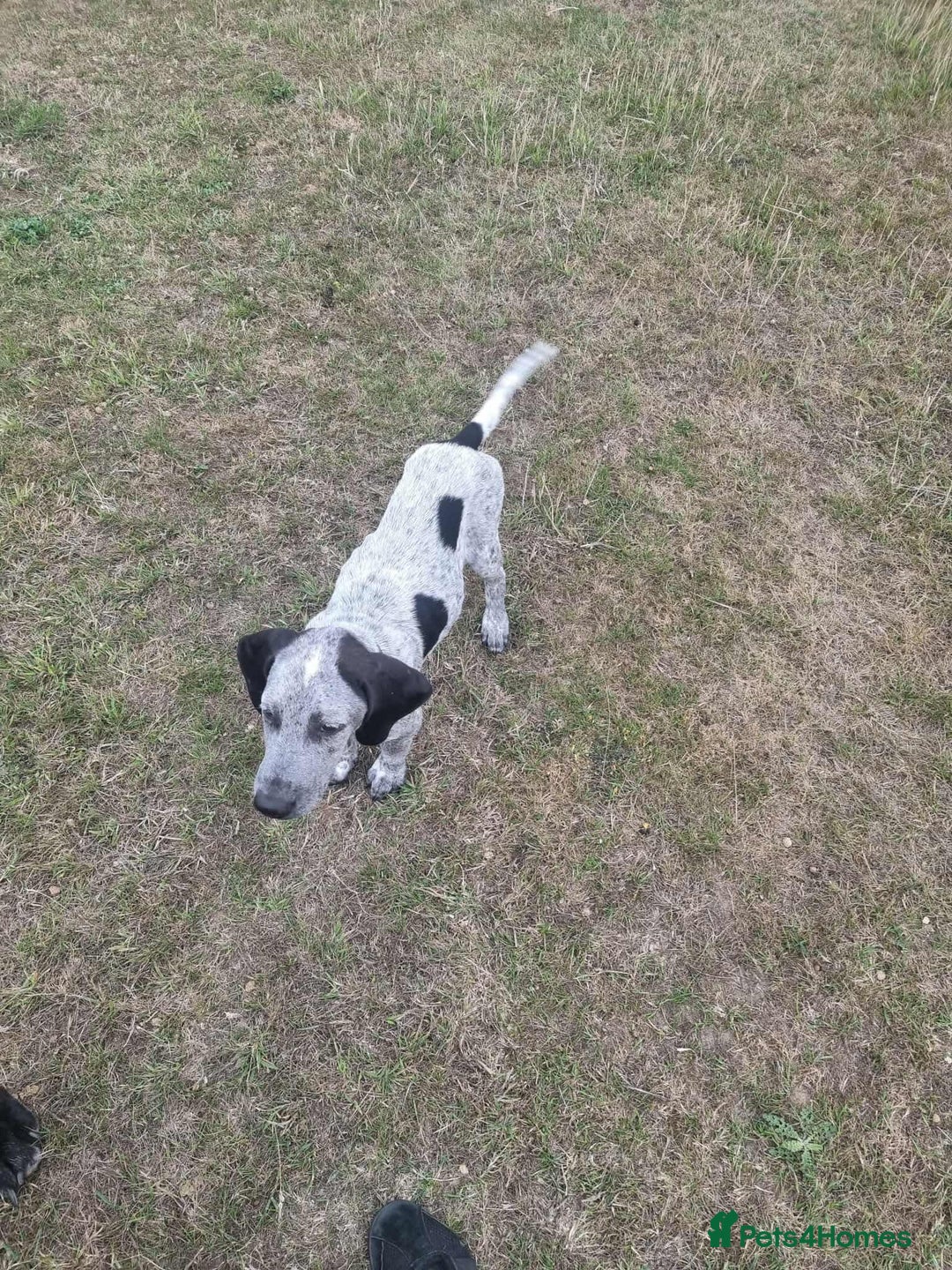 Mixed Breed dogs for adoption: Arlo 4 month old pointer cross puppy  - Image 2