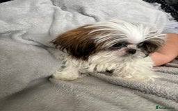 Shih Tzu dogs for sale: Shih Tzu One BOY left   - Image 7